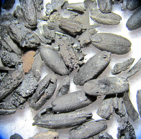 Grains d’avoine et d’épeautre