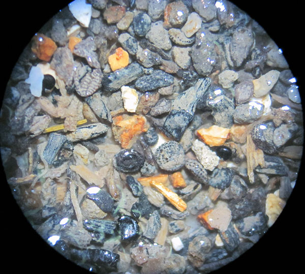Vue d’un pétri avant le tri du matériel botanique (graines et charbons de bois), analyses archéobotaniques