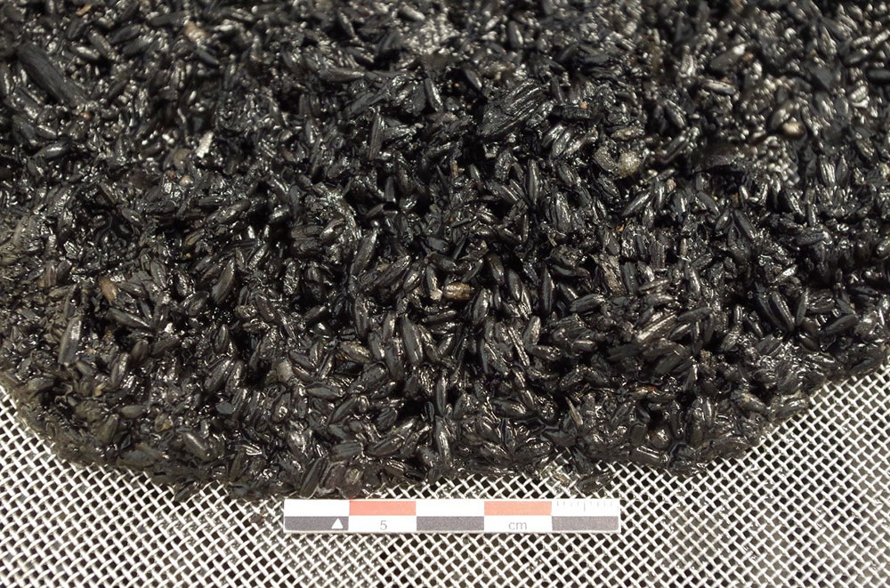 Macrorestes botaniques recueillis lors du traitement doux à l’eau