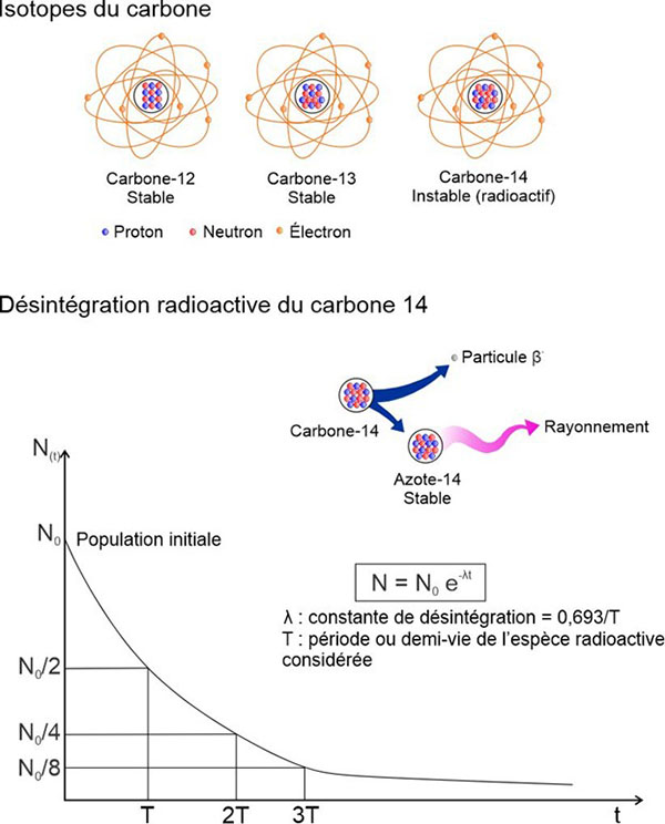 Les isotopes du carbone et la désintégration radioactive du 14C