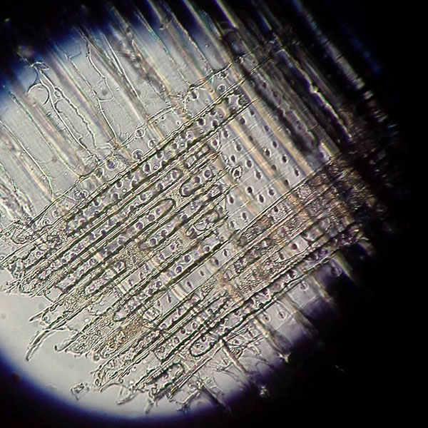 Identification microscopique d’un échantillon de bois