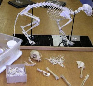 Squelettes de référence de chats domestiques