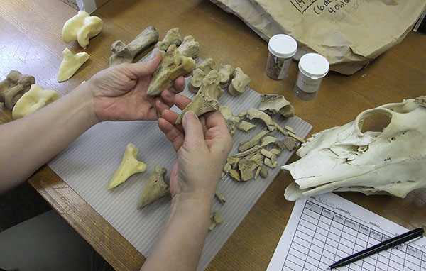 Identification de restes squelettiques de mammifères