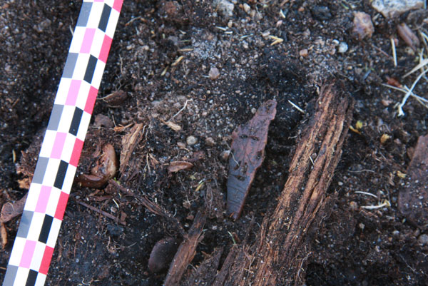 Découverte d’une « masquette » en ivoire ou en os, sur un site dorsétien près d’Ivujivik