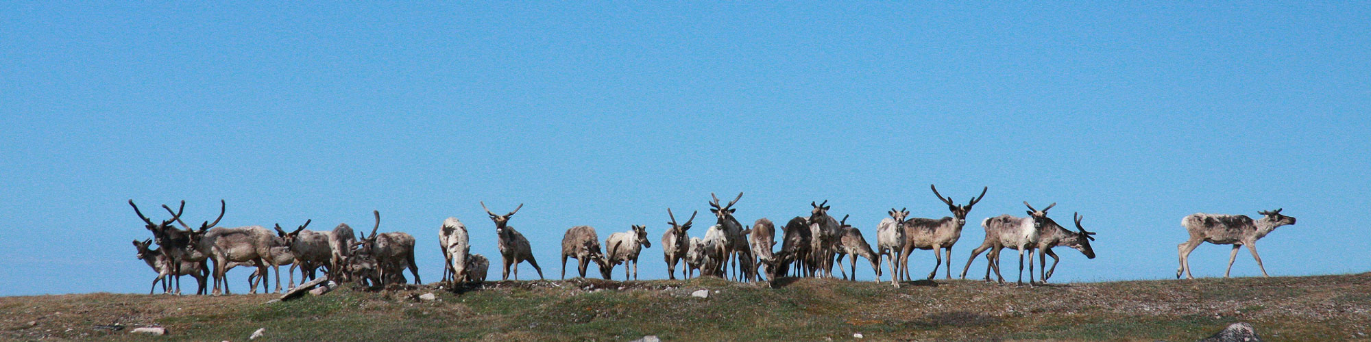 Période inuite au Nunavik