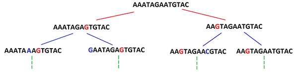Schéma d’une transmission et convergence de mutations sur trois générations