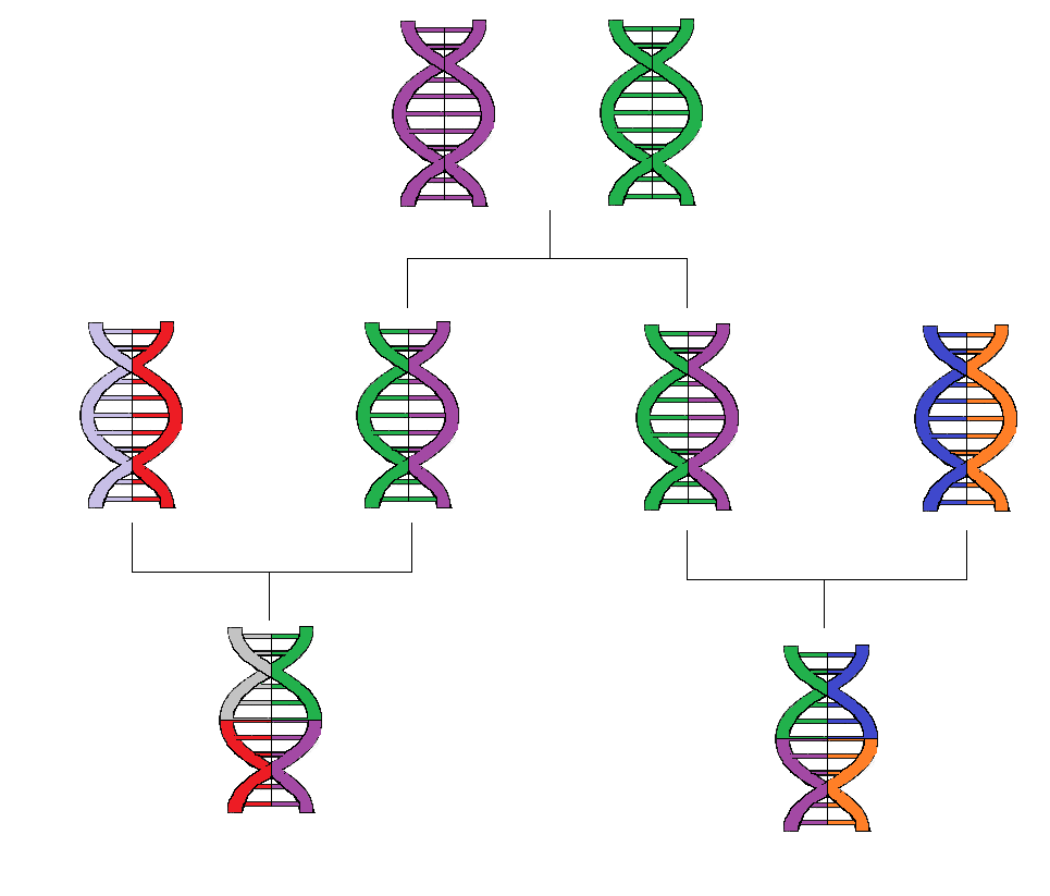 Schéma simplifié de la transmission génétique et généalogique