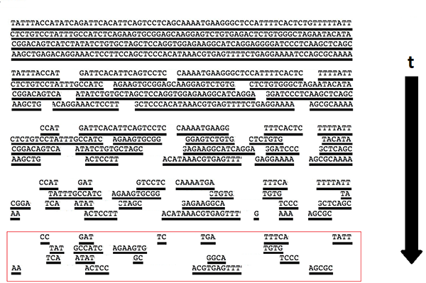 Schéma d’une perte d’informations sur la séquence d’ADN au fil du temps après la mort de l’organisme