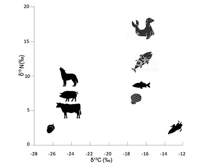 Graphique simplifié des valeurs associées aux isotopes stables du carbone et de l’azote au sein des écosystèmes terrestres et marins, et des plantes dites C3 et C4.