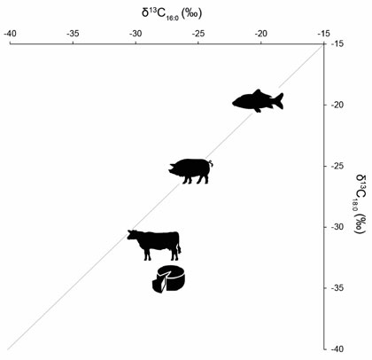 Graphique simplifié des valeurs associées aux isotopes stables de carbone de composés spécifiques (acides stéarique et palmitique) dans les produits laitiers, les mammifères ruminants, les mammifères non ruminants et les ressources marines. 